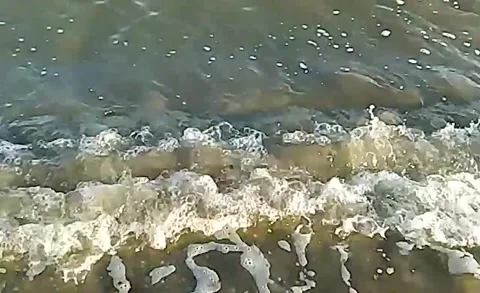 Big white jellyfish close-up floating in the seaweed close to the sea shore Stock Footage 159176547