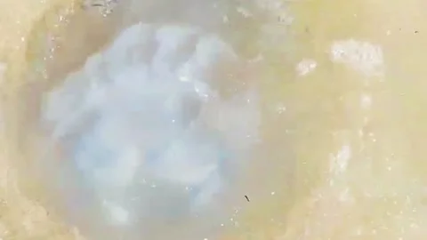Big white jellyfish close-up floating in the seaweed close to the sea shore Stock Footage 159176721