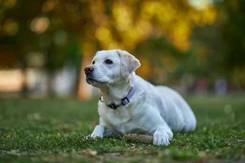 Big white labrador lying down holding stick and looking away in autumn park Stock Photos