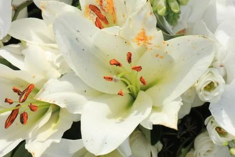 Big white lilies  Stock Photos