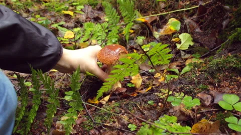 Big white mushroom in the forest Video stock 147728815