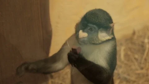 Big white-nosed monkey Stock Footage 76881337