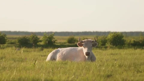Big white ox Stock Footage 159132124