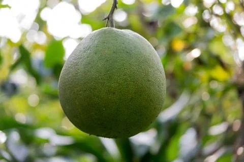 Big white pomelo varieties Stock Photos