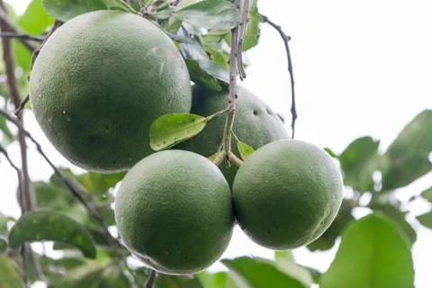 Big white pomelo varieties Stock Photos