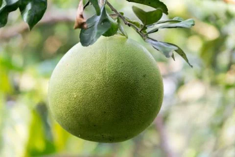 Big white pomelo varieties Stock Photos