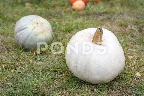 Big white pumpkin on green grass Stock Photos