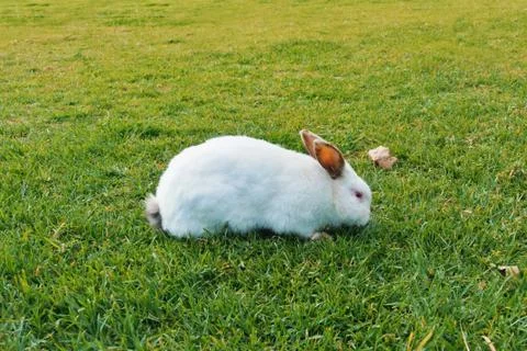 A big white rabbit with dark ears and red eyes walking eating sniffing green  Stock Photos