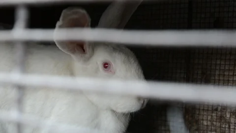 Big white rabbit Видео 101780089