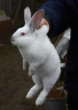 Big white rabbit Stock Photos