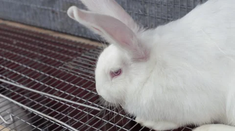 Big white rabbit sitting on cage in bunnies farm Stock Footage 61922869