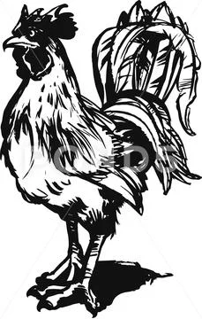 Big white rooster with long feathers Stock Illustration