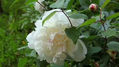 Big white rose 動画素材 76407219