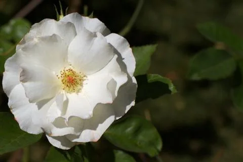 Big white rose Stock Photos