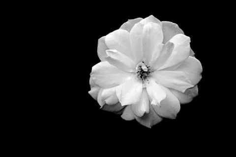 Big White Rose Foto stock