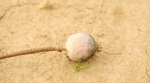 Big white rubber boot is crushing old dry poppy heads on ground of cracked clay. Video stock 65997067