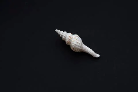 Big white sea shell Stock Photos