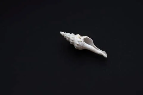 Big white sea shell Stock Photos