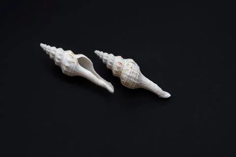 Big white sea shells Stock Photos