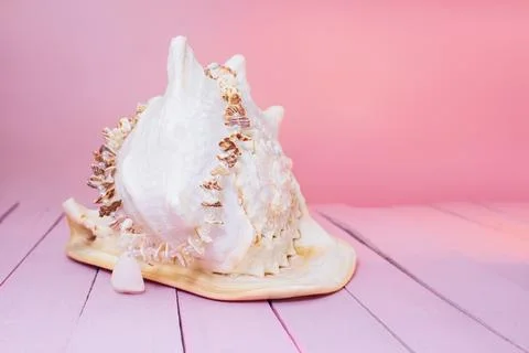 Big white seashell on background of pink wooden boards with shells beads Stock Photos