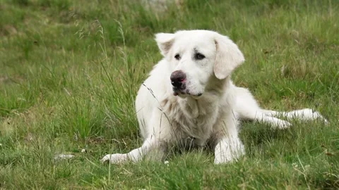Big white shepherd on green grass Stock Footage 314824971