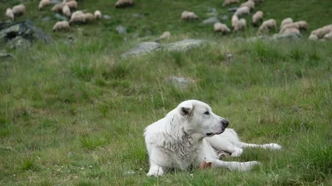Big white shepherd on green grass Stock Footage 314826421