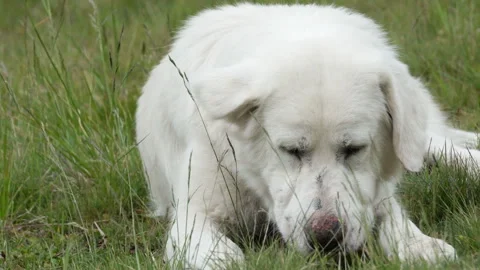 Big white shepherd on green grass Stock Footage 314833526