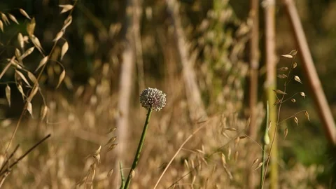 Big white spherical flower close up still shoot Stock Footage 111402080