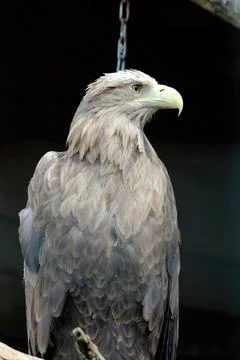 Big White-tailed eagle, portrait of a bird Stock Photos