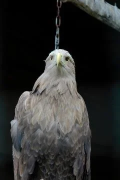 Big White-tailed eagle, portrait of a bird Stock Photos