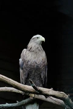 Big White-tailed eagle, portrait of a bird Stock Photos