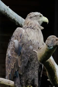 Big White-tailed eagle, portrait of a bird Stock Photos