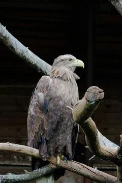 Big White-tailed eagle, portrait of a bird Foto stock