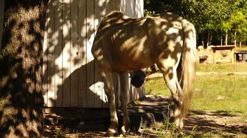 Big white, thin horse grazes near wooden barn Stock Footage 214958826