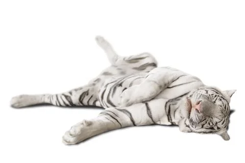 Big white tiger Stock Photos
