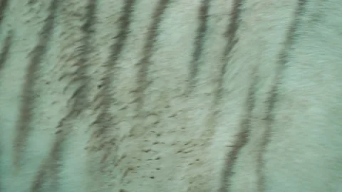 Big white tiger. A striped tiger runs close up. Stock Footage 186066067