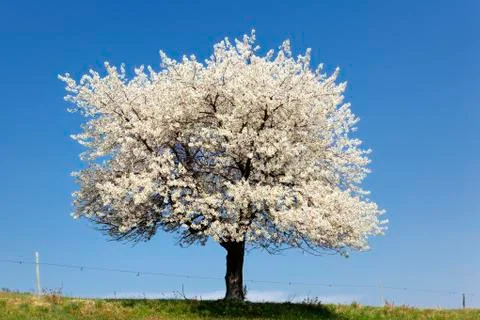 The big white tree Stock Photos