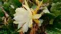 Big white-yellow blooming cactus flower close up 4k or 4k+ Resolution