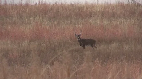 Big Whitetail Buck Vídeos de archivo 44708055