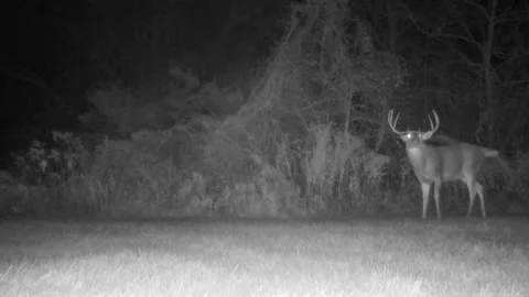 Big whitetail buck looking up Stock Footage 165462800