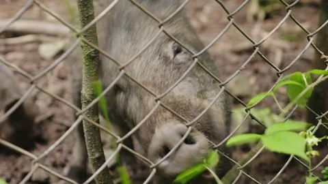 Big wild boar eat grass through the fence Stock Footage