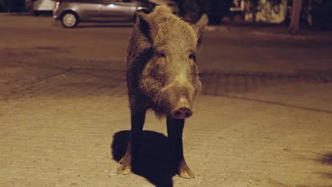 Big wild boar Stock Footage 145645518