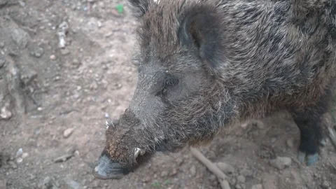 Big wild boar in the forest close-up Video stock 276421001