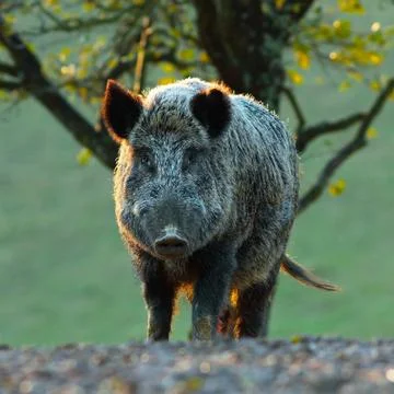 Big wild boar looking at camera Stock Photos