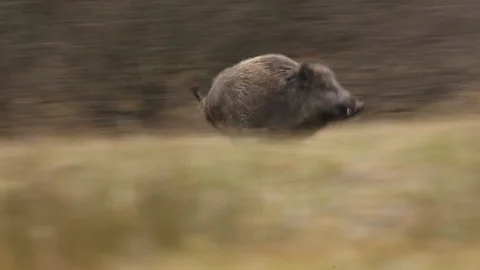 Big Wild boar, Sus scrofa, running in the grass meadow. Stock Footage 88028337