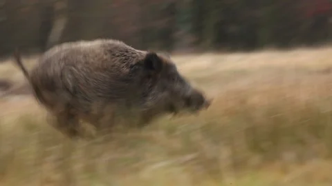 Big Wild boar, Sus scrofa, running on the grassy meadow. Video stock 88028365