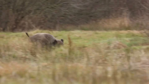 Big Wild boar, Sus scrofa, running on the grassy meadow. Stockbeeldmateriaal 88028368