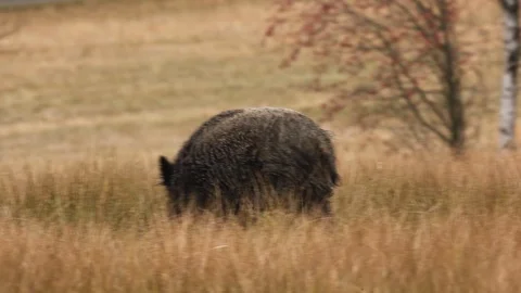 Big Wild boar, Sus scrofa, running on the grassy meadow. Stock Footage 88028420