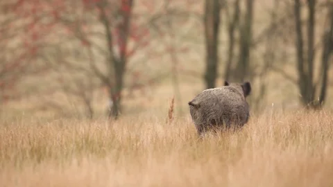 Big Wild boar, Sus scrofa, running on the grassy meadow. Видео 88028427
