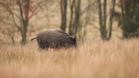 Big Wild boar, Sus scrofa, running on the grassy meadow. Видео 88028475